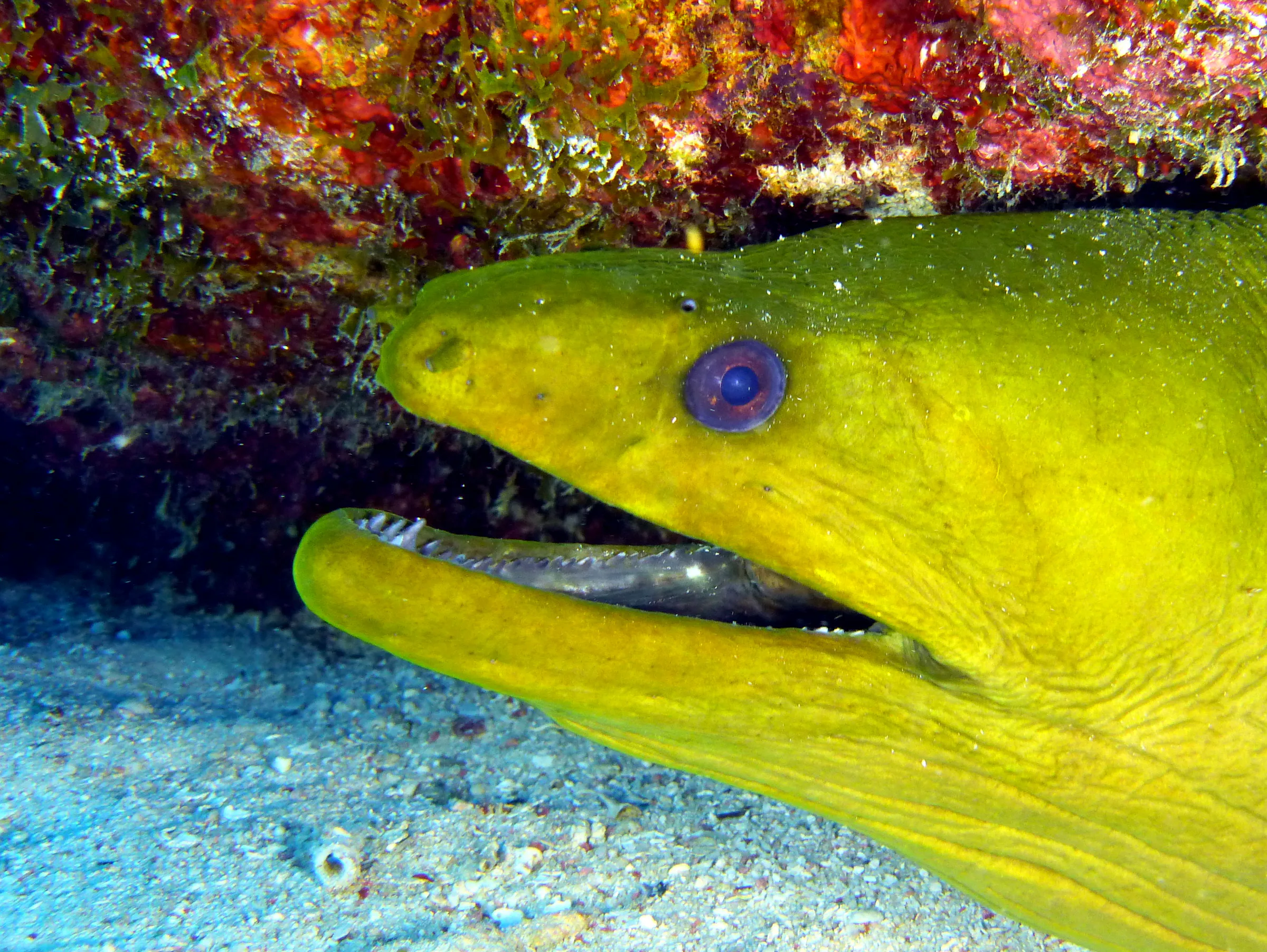 Green Moray Eel, Curacao, 2015