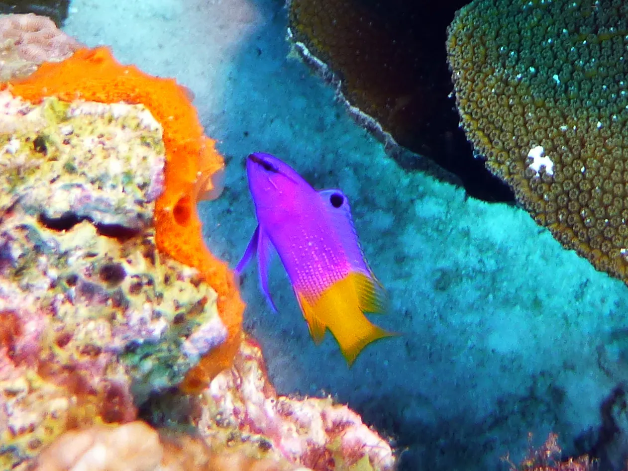 Fairy Basslet, Bonaire, 2013