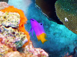 Underwater photograph by Joel Bergsma