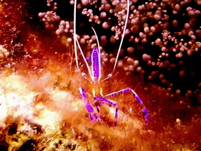 Pederson's Cleaning Shrimp, Bonaire, 2013