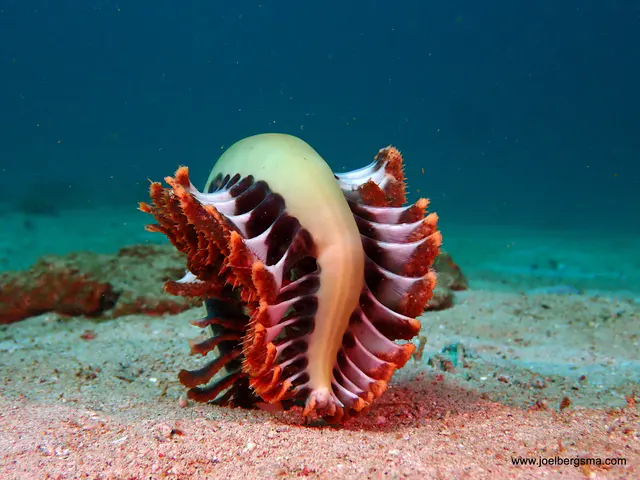 Underwater photograph by Joel Bergsma