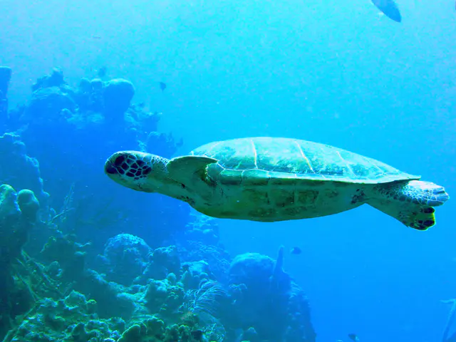 Underwater photograph by Joel Bergsma