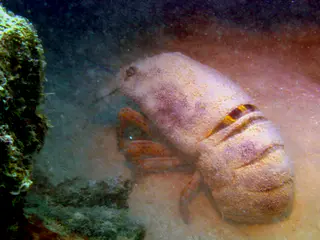 Underwater photograph by Joel Bergsma