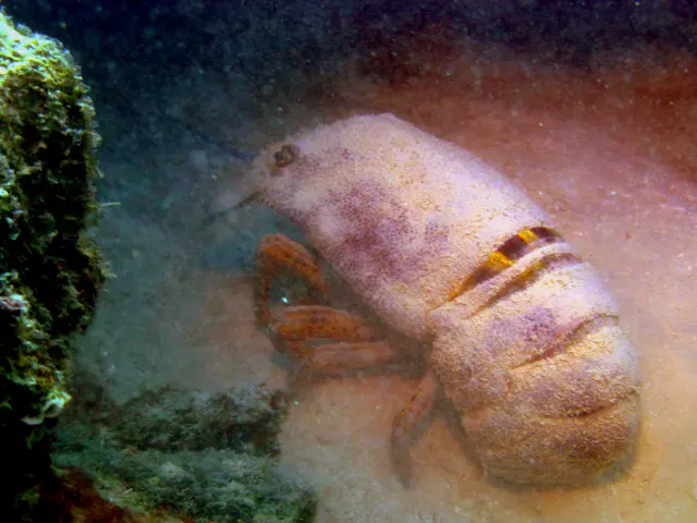 Underwater photograph by Joel Bergsma