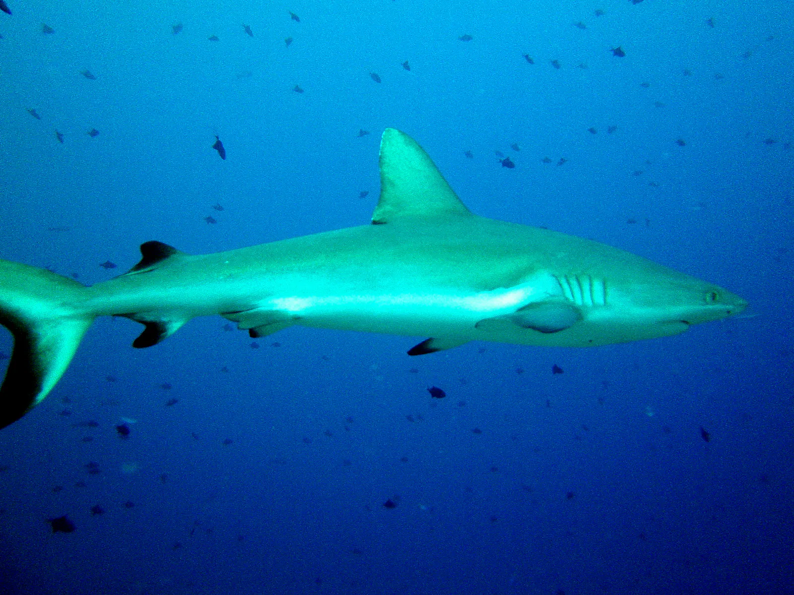 Grey Reef Shark