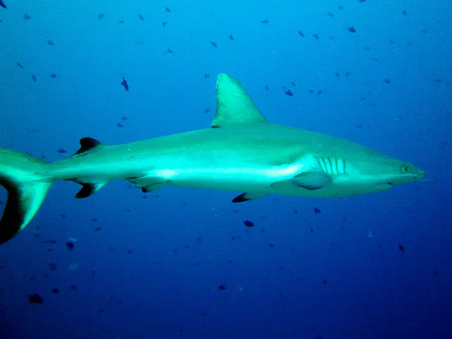 Grey Reef Shark