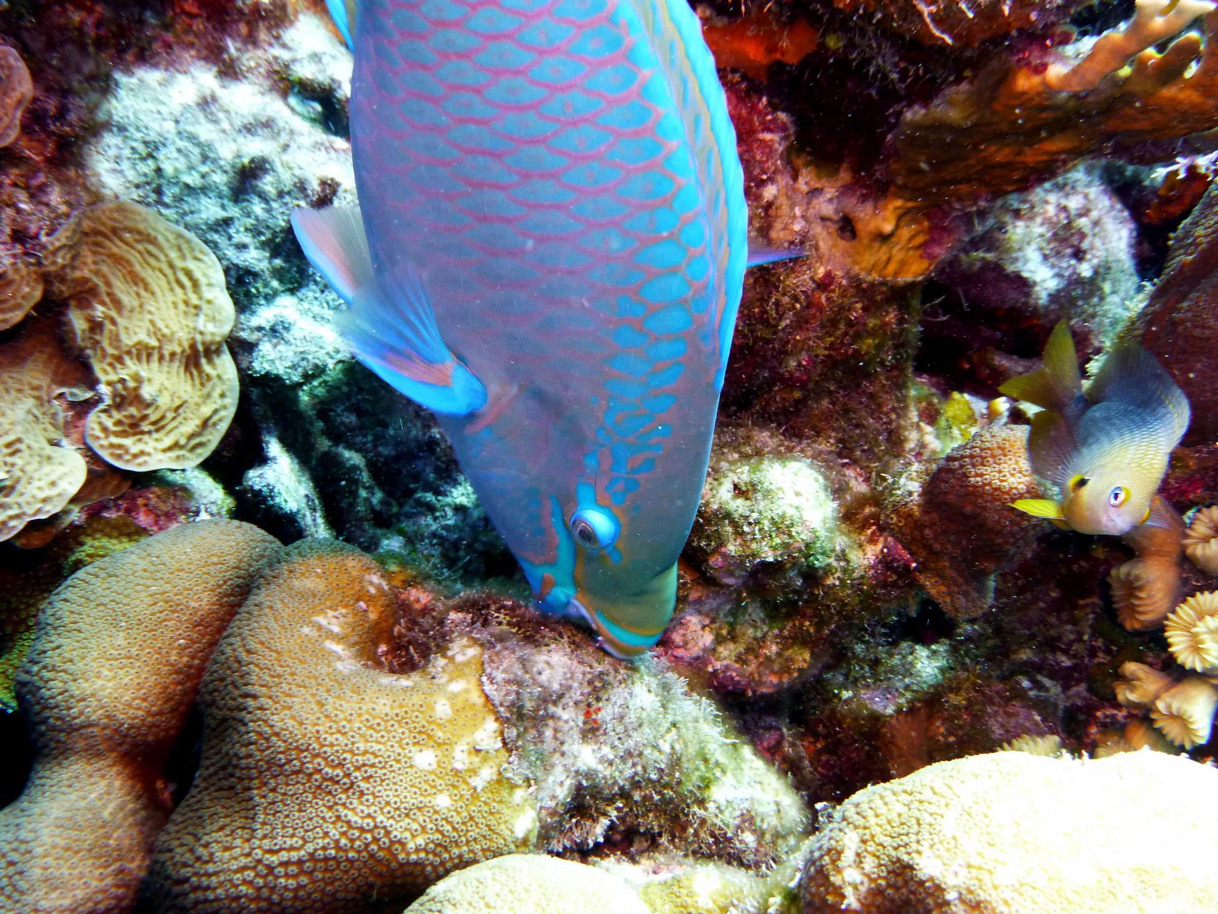Parrotfish, Bonaire, 2013