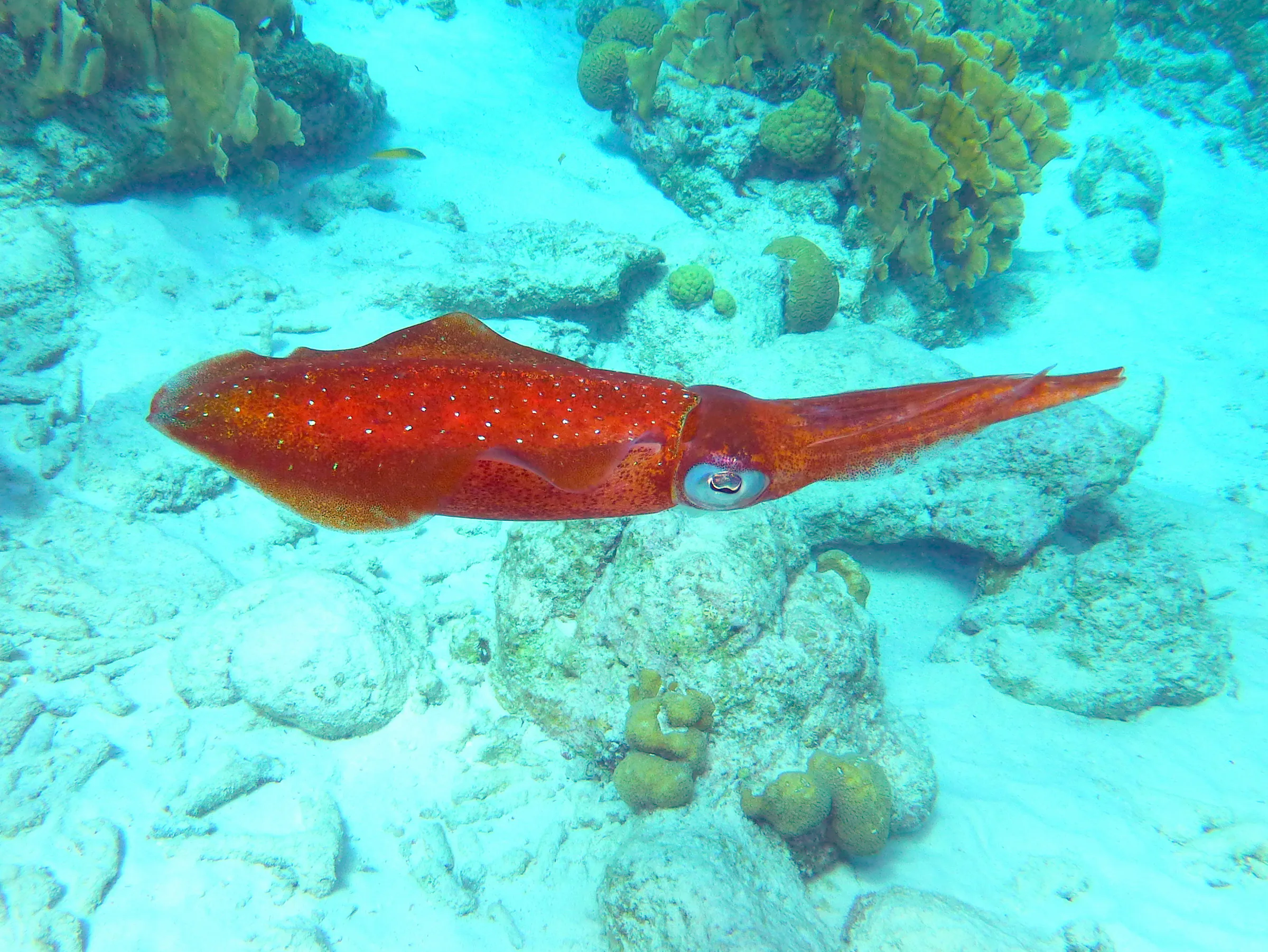 Reef Squid, Bonaire, 2013