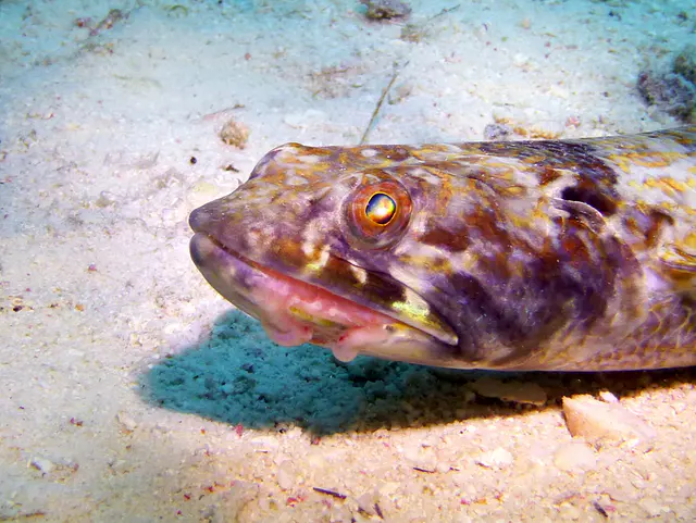 Underwater photograph by Joel Bergsma