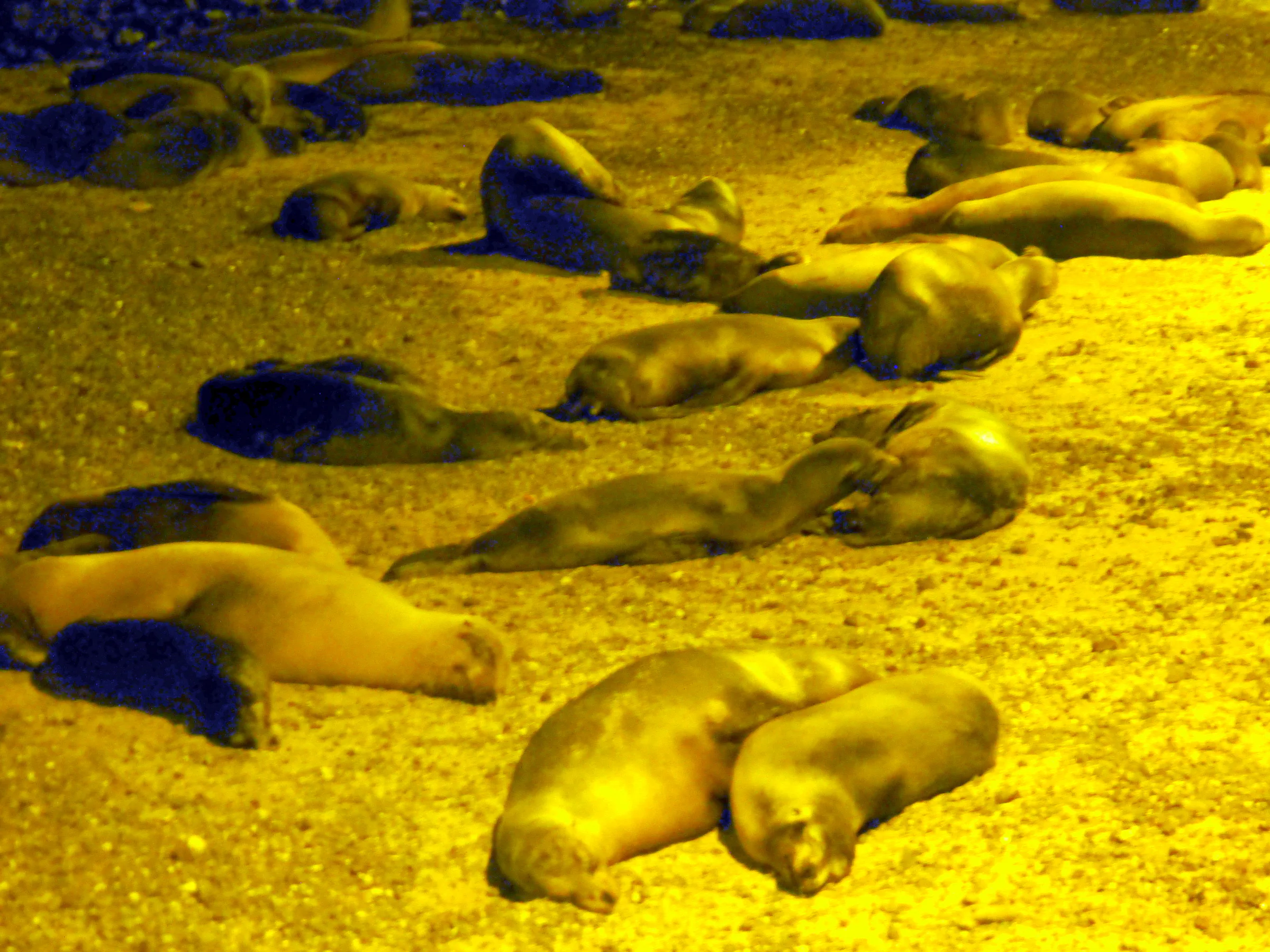 Sleeping sea lions on a sandy beach along the waterfront - Puerto Baquerizo Moreno, San Cristobal Island.