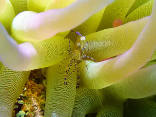 Underwater photograph by Joel Bergsma