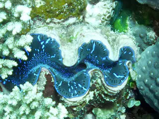A blue clam disguises itself by reflecting the color of the blue coral to its right.  A "clam has no head, and usually has no eyes, (scallops are a notable exception), but a clam does have kidneys, a heart, a mouth, and an anus." [Wikipedia.]
