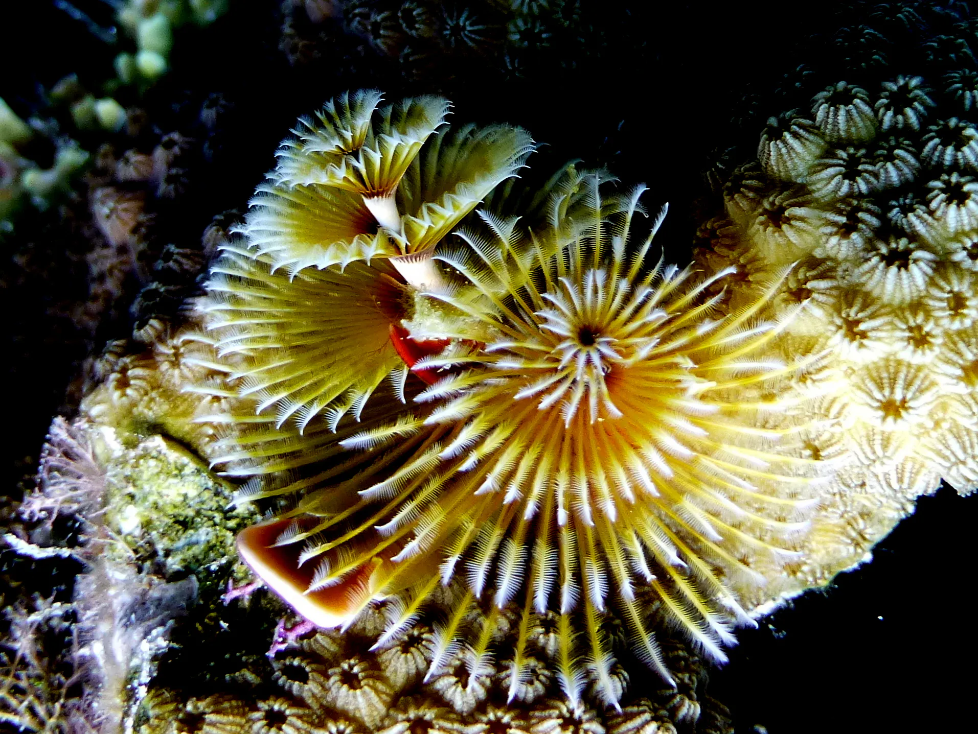 Christmas Tree Worm, Bonaire, 2013