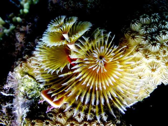 Underwater photograph by Joel Bergsma