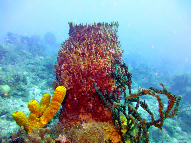 Underwater photograph by Joel Bergsma