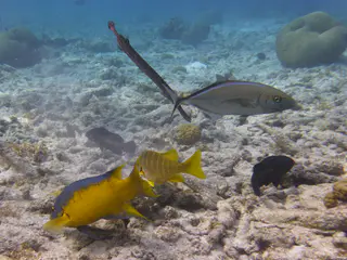 Underwater photograph by Joel Bergsma