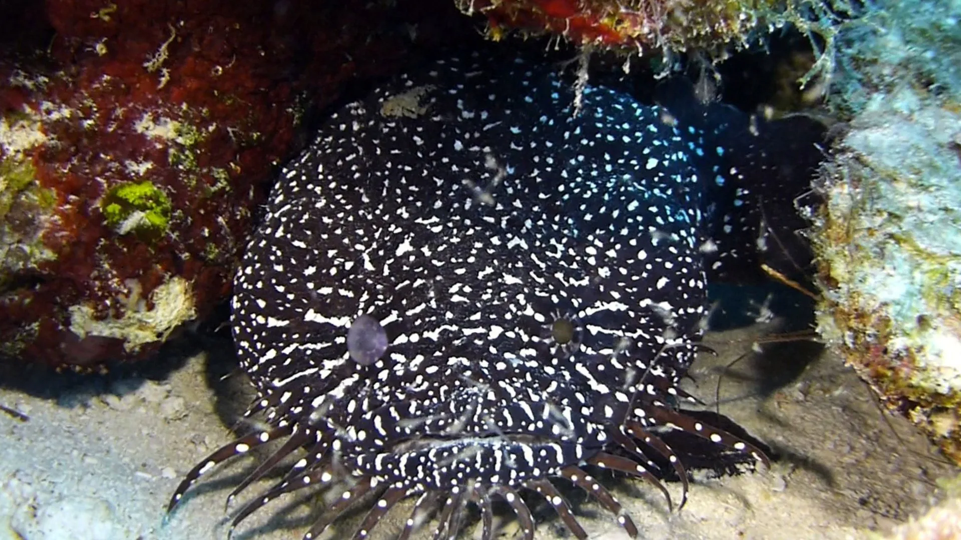 Belize underwater photograph, 2017