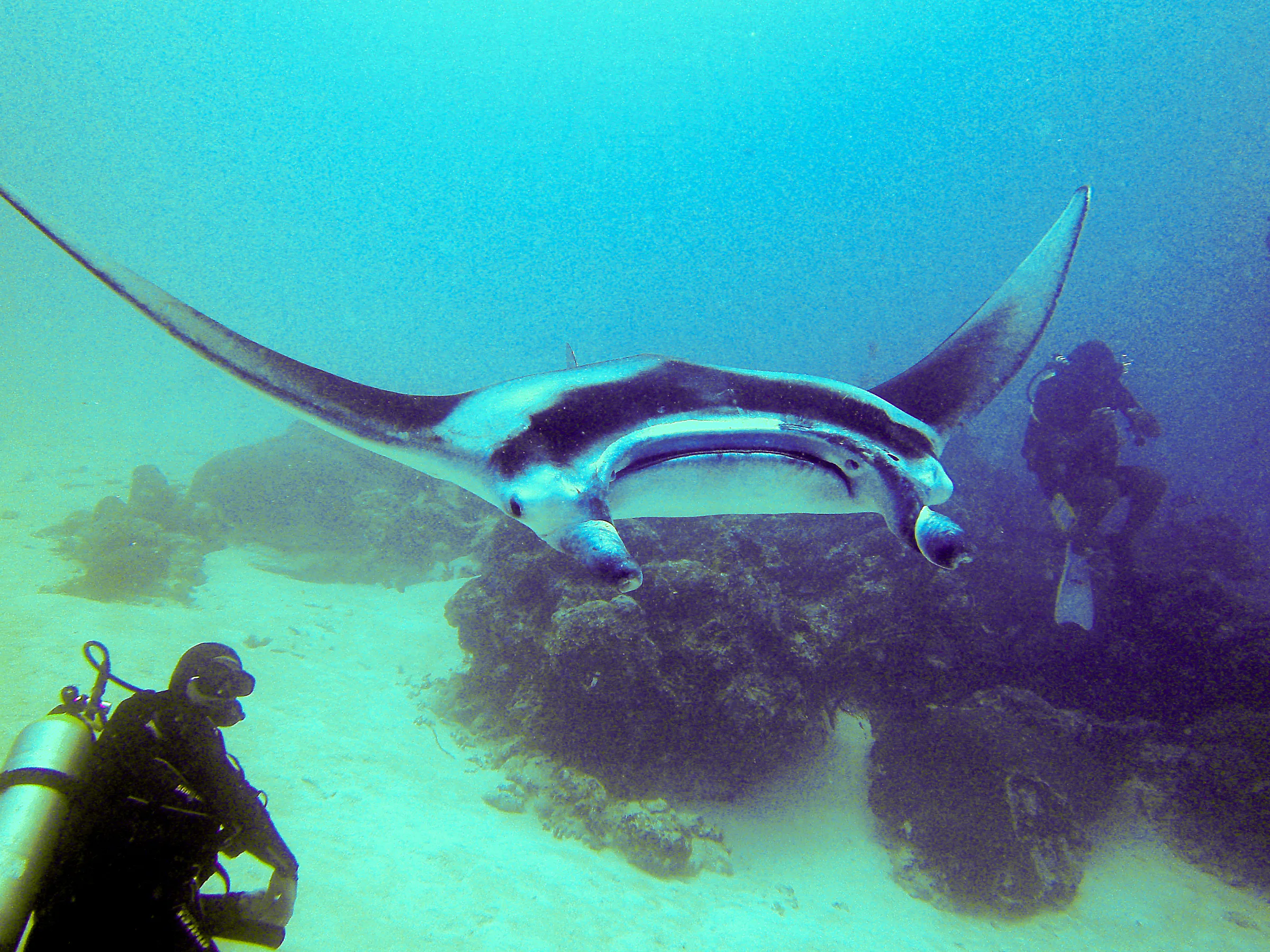 Manta Ray