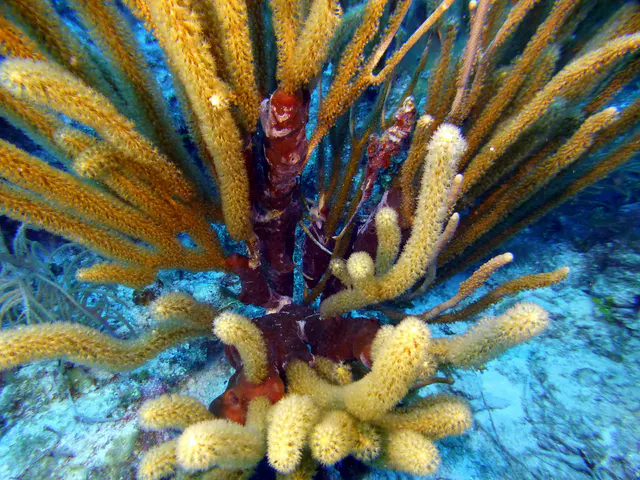 Underwater photograph by Joel Bergsma