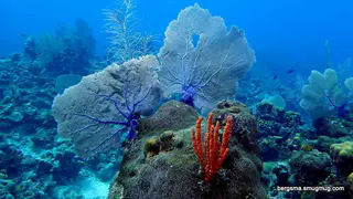 Underwater photograph by Joel Bergsma