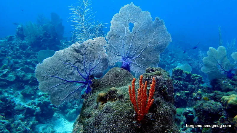 Underwater photograph by Joel Bergsma