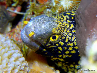 Underwater photograph by Joel Bergsma