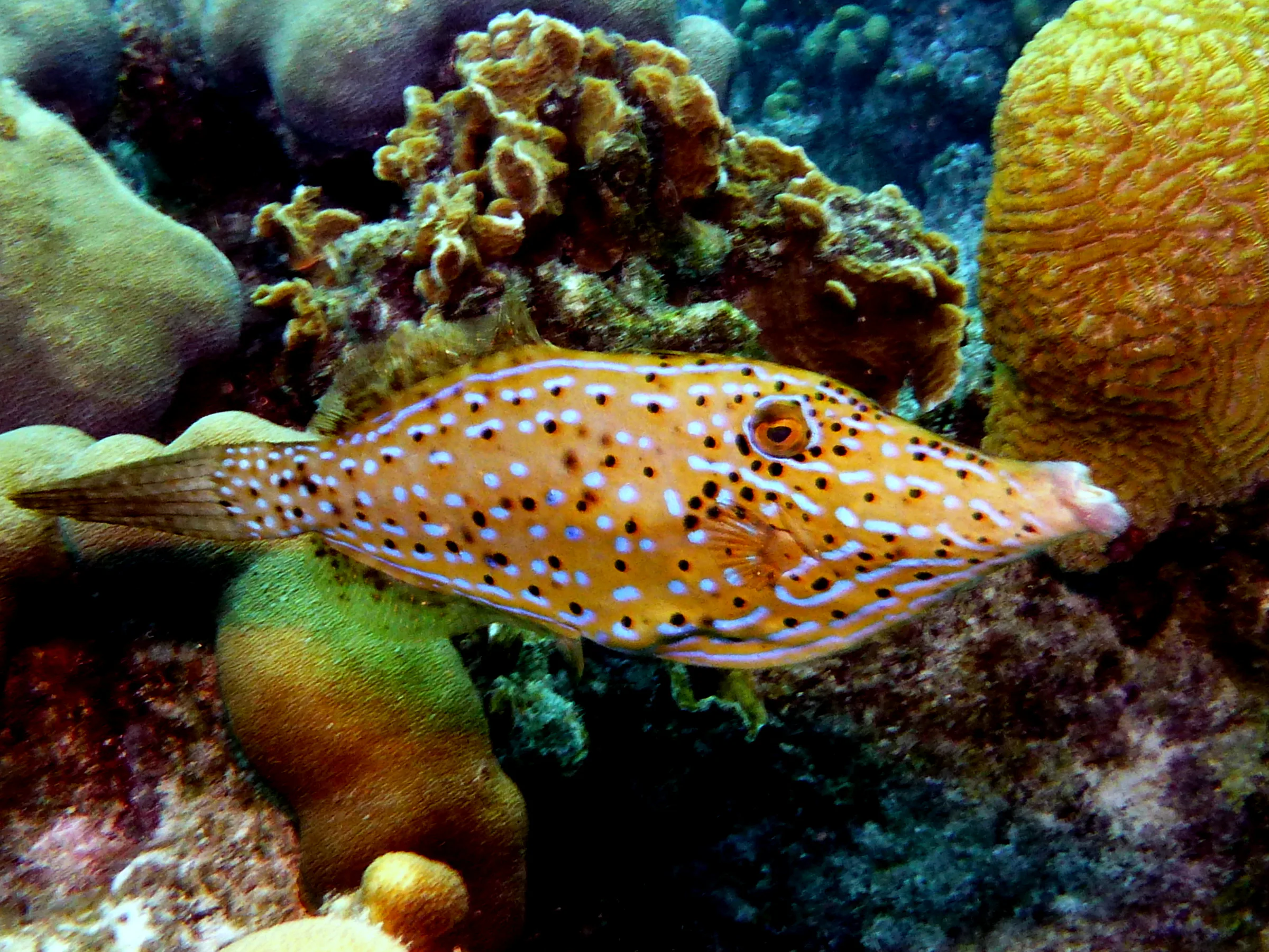 Filefish, Bonaire, 2013