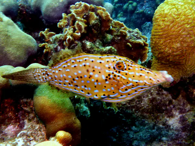 Underwater photograph by Joel Bergsma