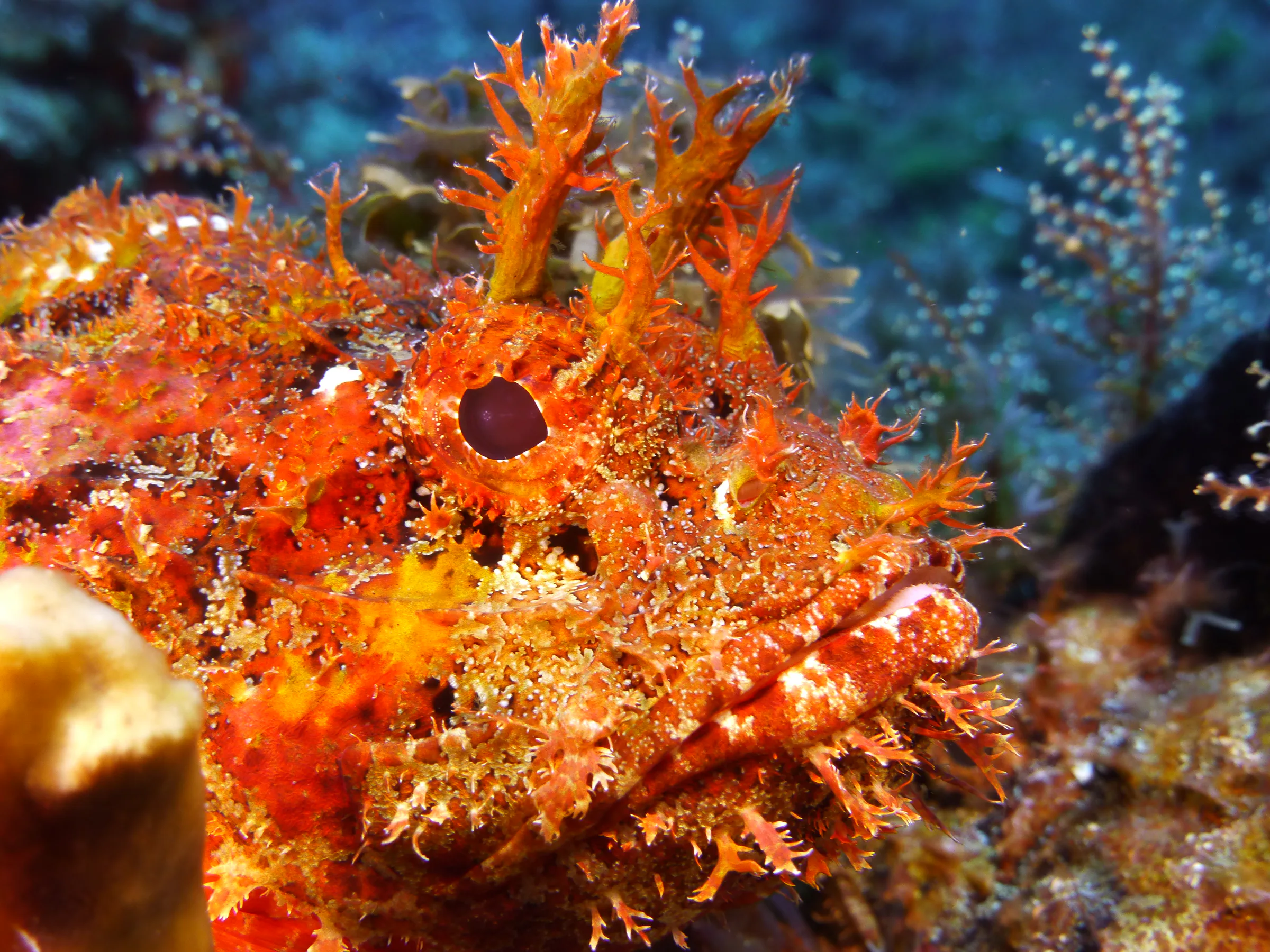 Scorpionfish, Cozumel, 2014