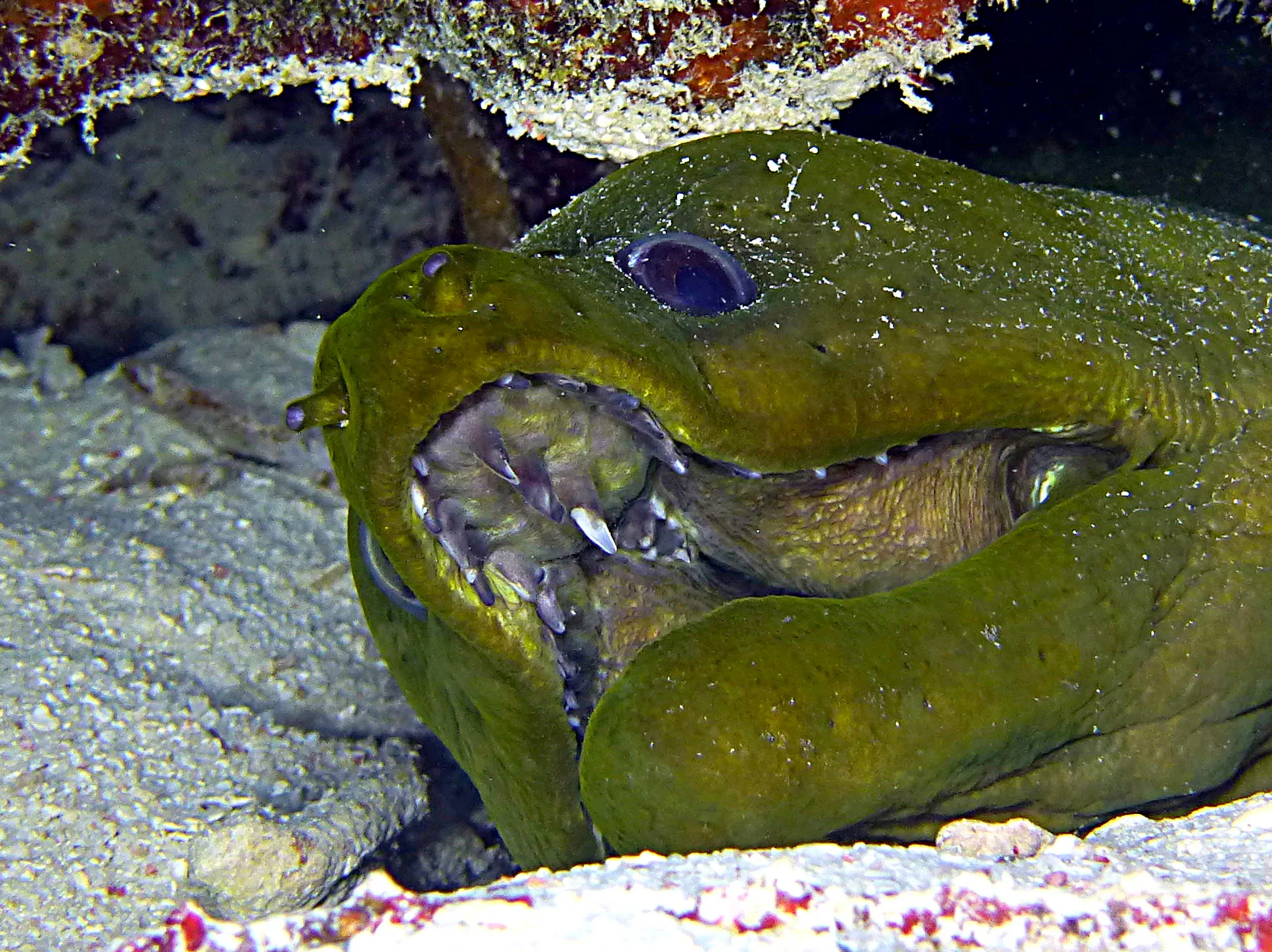 Green Moray Eel, Curacao, 2015