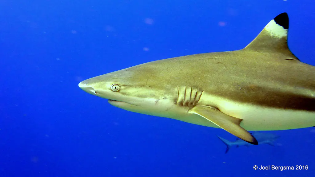 Underwater photograph by Joel Bergsma