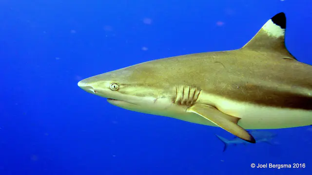 Underwater photograph by Joel Bergsma