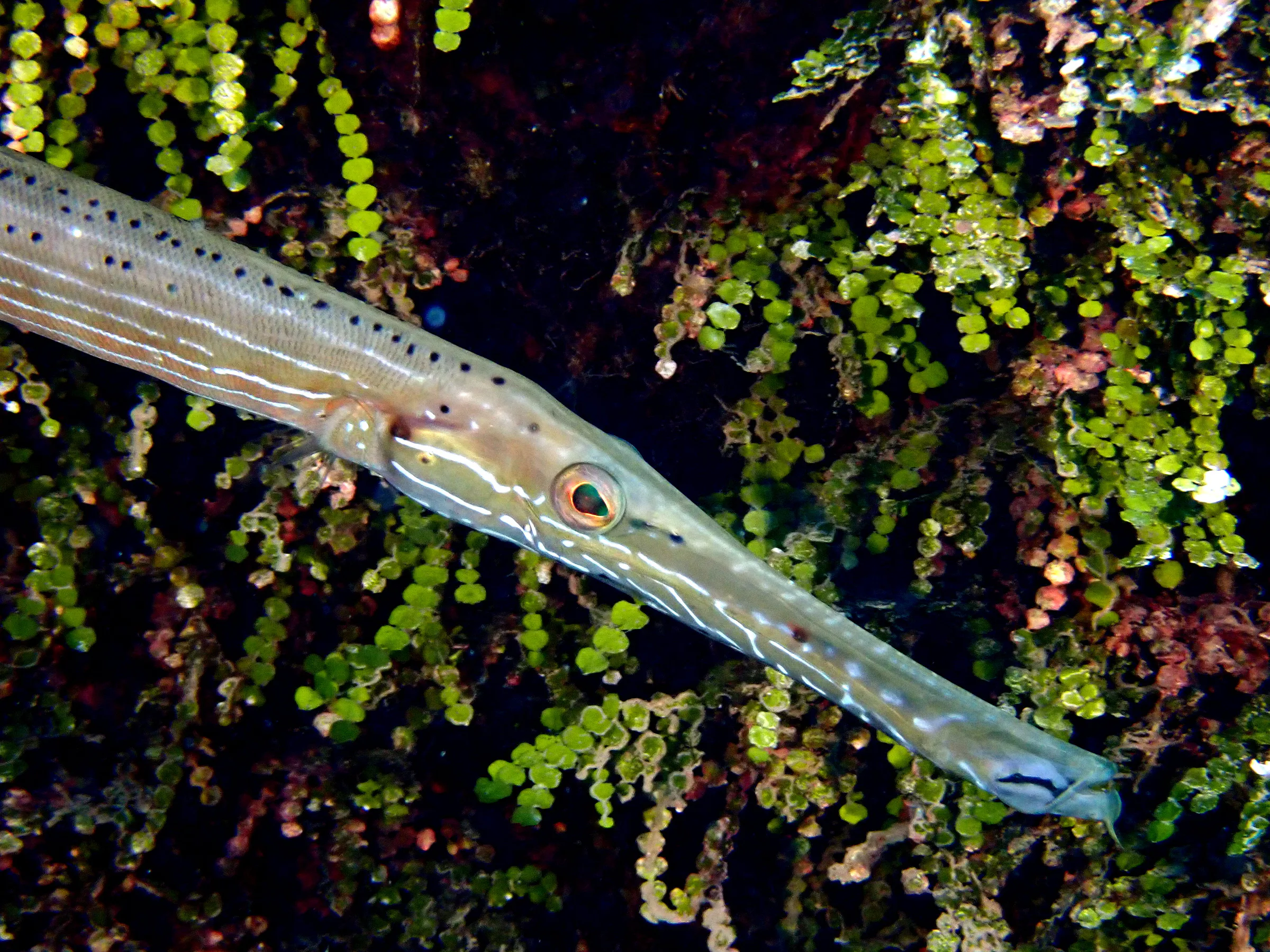 Cozumel underwater photograph, 2023