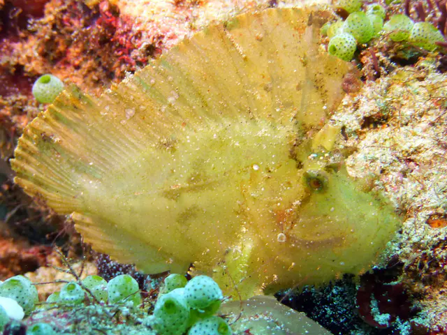 Underwater photograph by Joel Bergsma