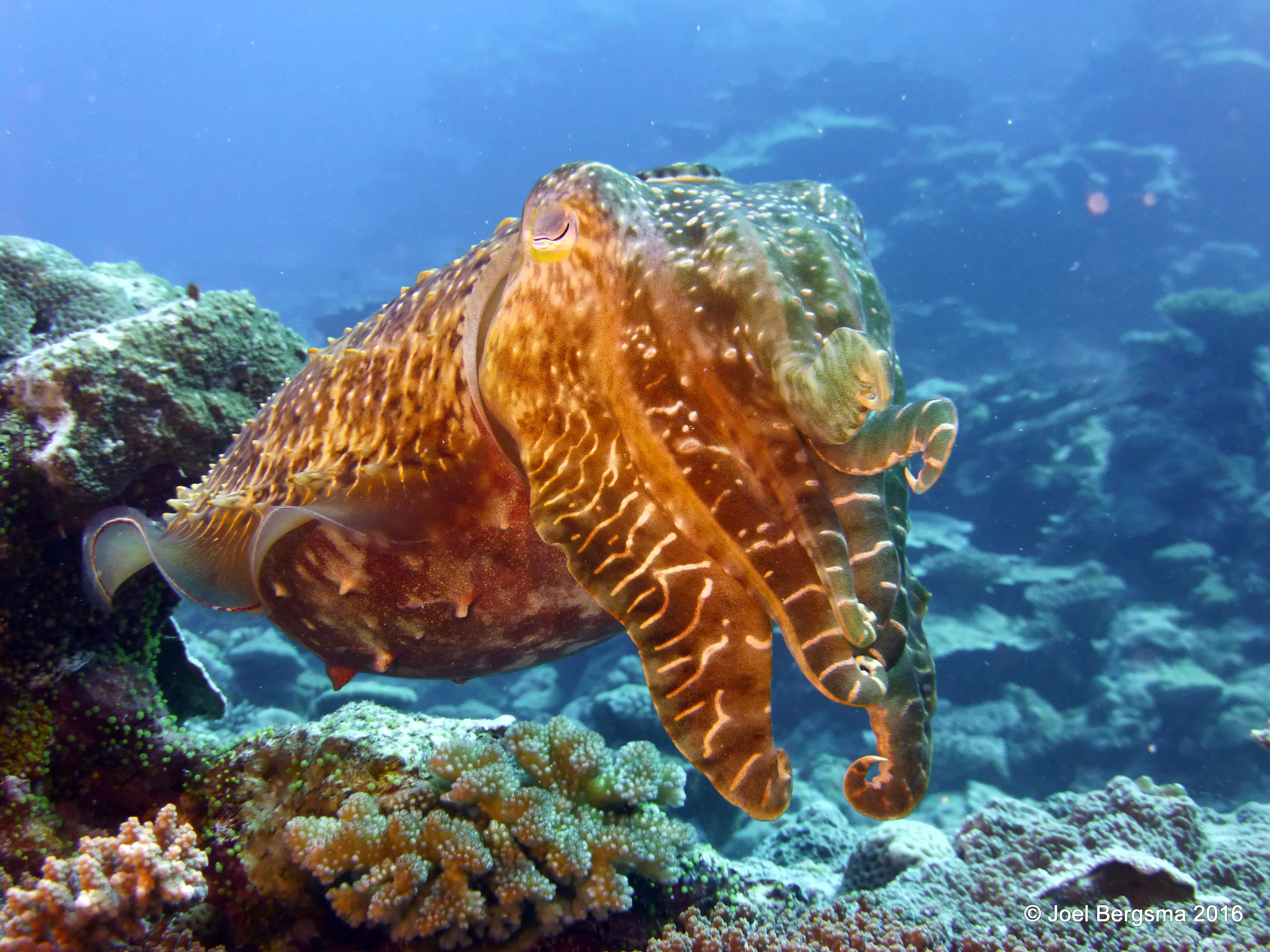 Cuttlefish, Yap, 2016