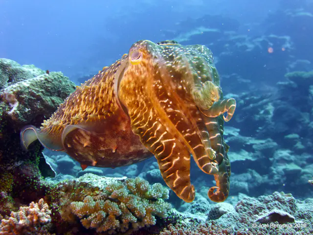 Underwater photograph by Joel Bergsma