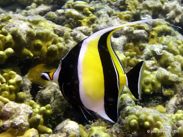 Underwater photograph by Joel Bergsma