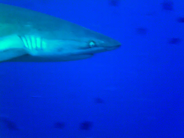 Shark