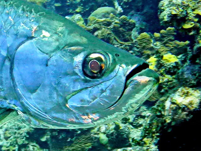 Underwater photograph by Joel Bergsma