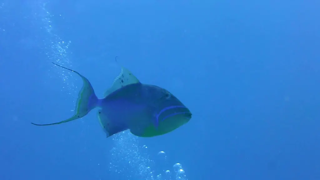Queen Angelfish
