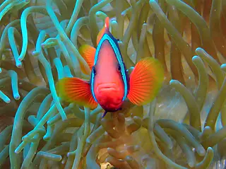 Underwater photograph by Joel Bergsma