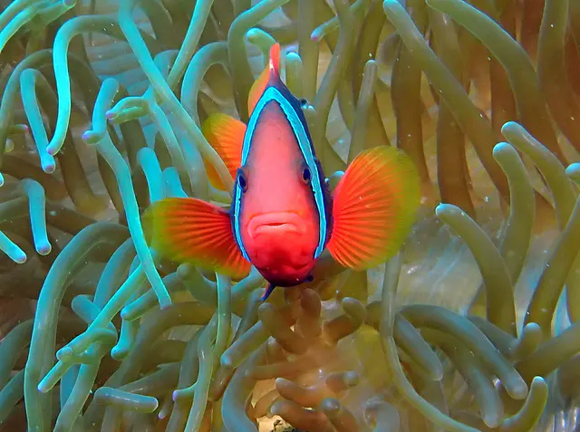Underwater photograph by Joel Bergsma