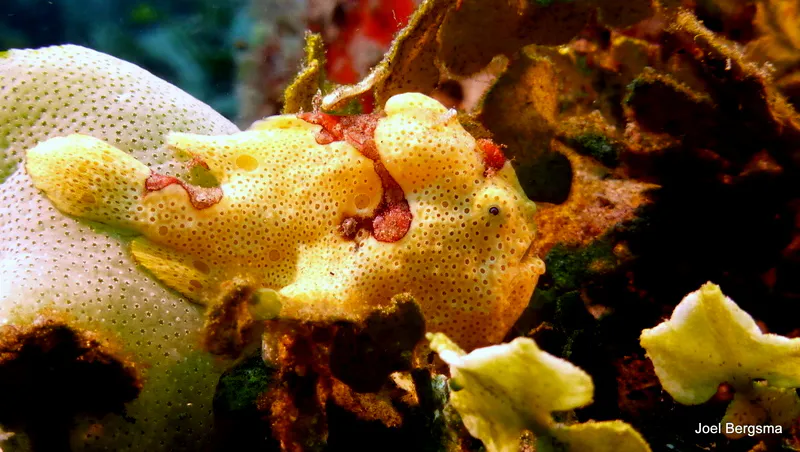 Underwater photograph by Joel Bergsma