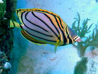 Meyer's Butterflyfish