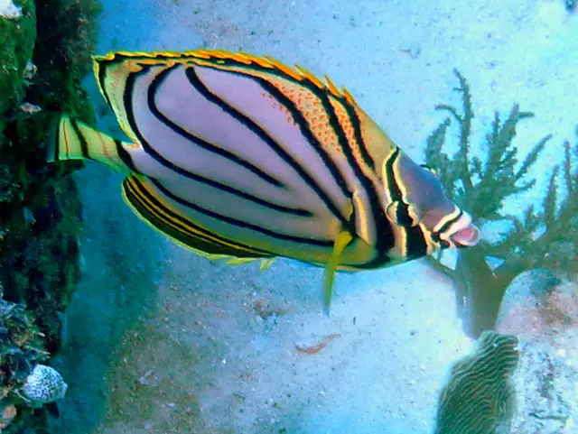 Meyer's Butterflyfish