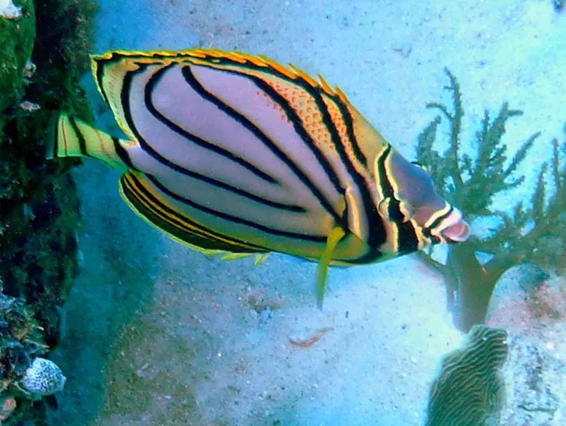 Meyer's Butterflyfish