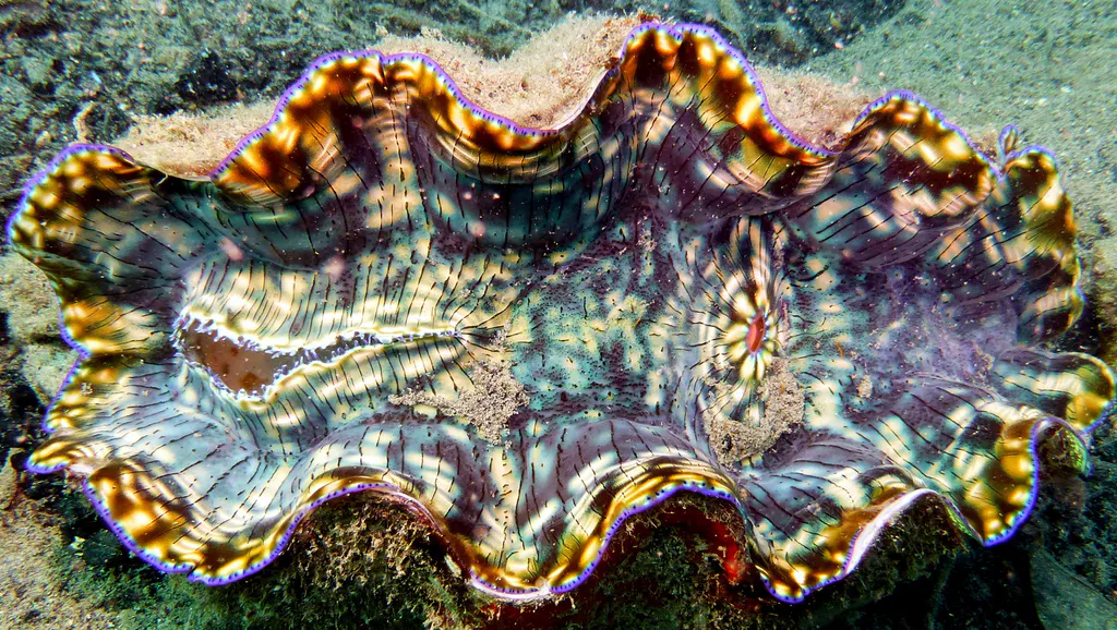 Underwater photograph by Joel Bergsma