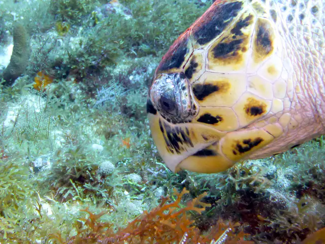 Underwater photograph by Joel Bergsma