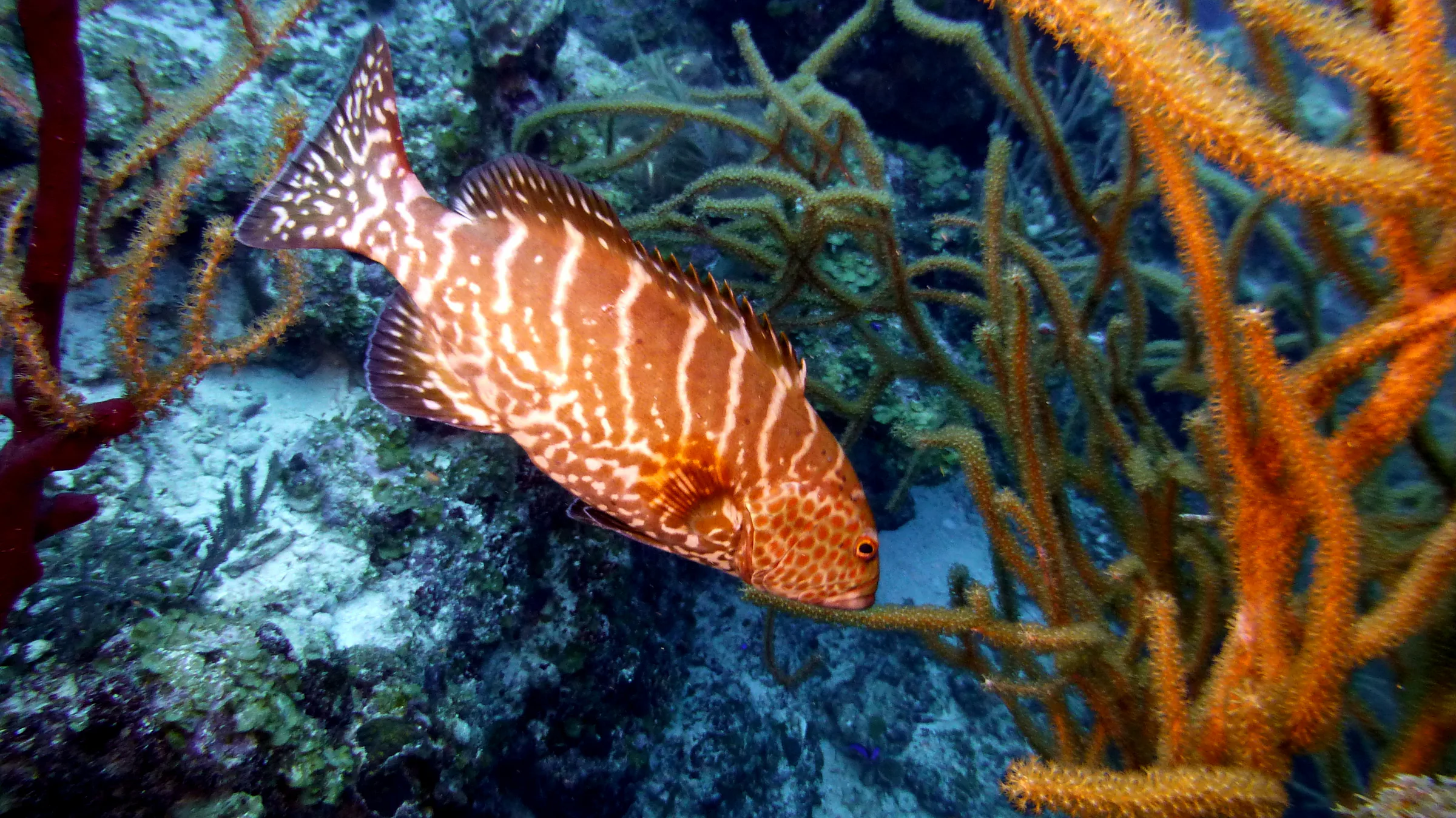Nassau Grouper, Belize, 2017