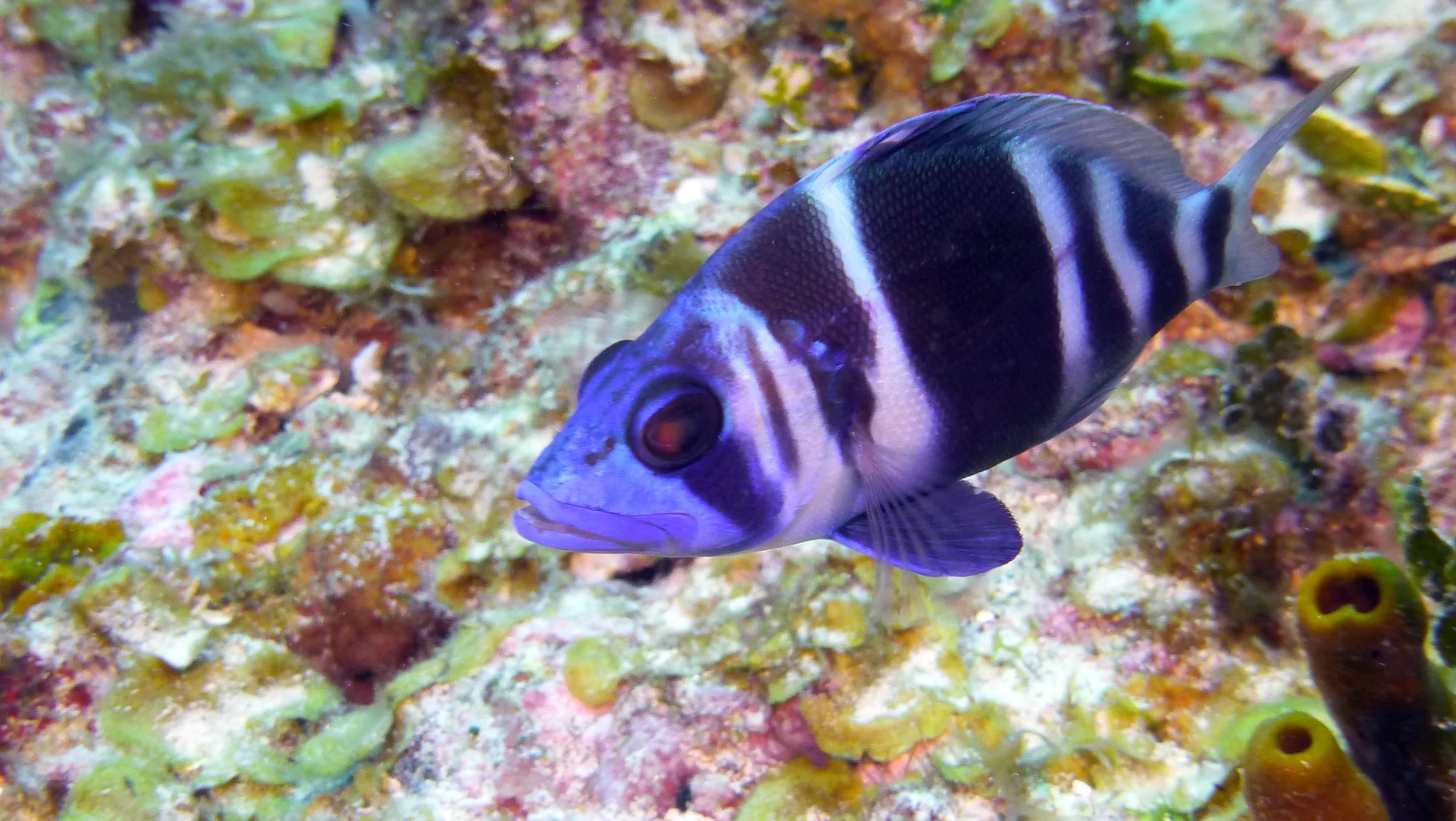 Indigo Hamlet, Belize, 2017